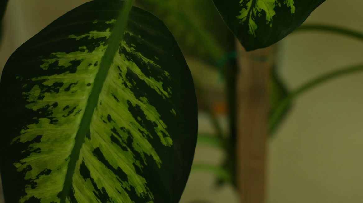 DARE — variegated leaf