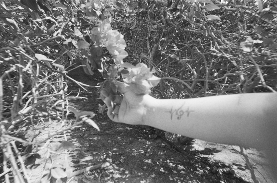ANALOG — hand in the bougainvillea
